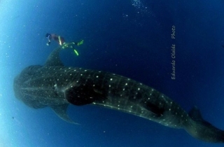 与鲸鲨一起浮潜